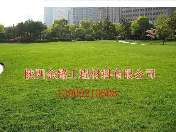 高羊茅案例